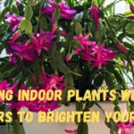 Stunning Indoor Plants with Pink Flowers to Brighten Your Home