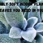 Irresistibly Soft Indoor Plants with Fuzzy Leaves You Need in Your Home