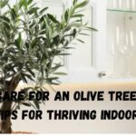 7 Essential Tips for Indoor Olive Tree Care