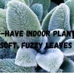 5 Must-Have Indoor Plants with Soft, Fuzzy Leaves