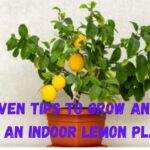 7 Proven Tips to Grow and Care for a Lemon Plant Indoors