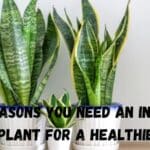 5 Reasons You Need an Indoor Snake Plant for a Healthier Home