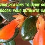 "5 Amazing Reasons to Grow Goldfish Plants Indoors: Your Ultimate Care Guide"